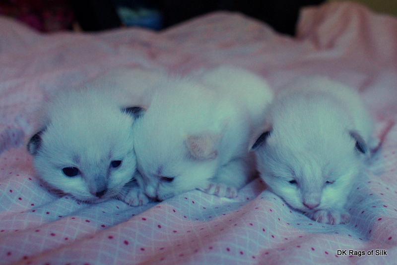 Ragdoll killinger til salg, ragdoll killinger jylland, seriøst ragdoll opdr&aelig;t, dk rags of silk