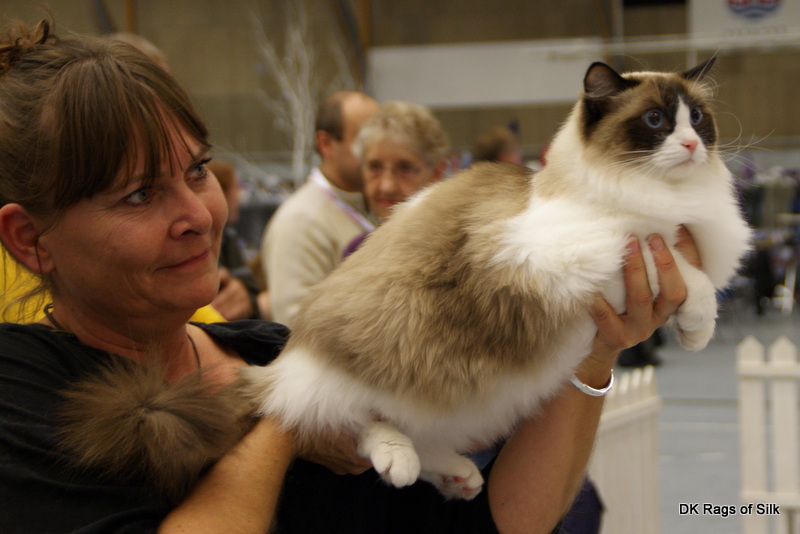  Fife World Show 2013, Seierø's ragdoll, DK rags of silk, dk rags of silk assam alix, ragdolls, &Aring;lborg, ragdoll kat