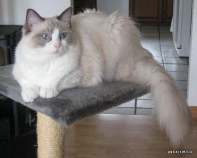 Ragdoll, Ragdoll jylland, ragdoll opdrÃ¦t, ragdoll katteri, ragdoll killinger, ragdoll kat, racekat jylland, rags of silk, Hollsedoll orkan alberto