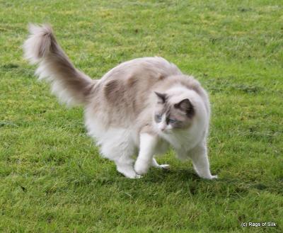 Ragdoll, Ragdoll jylland, ragdoll opdrÃ¦t, ragdoll katteri, ragdoll killinger, ragdoll kat, racekat jylland, rags of silk, Hollsedoll orkan alberto