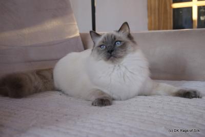 Nougat januar 2013