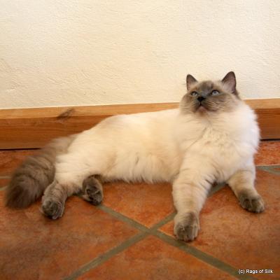 Nougat april 2013