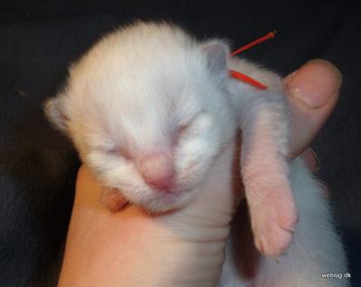 Ragdoll, Ragdoll jylland, ragdoll opdrÃ¦t, ragdoll katteri, ragdoll killinger, ragdoll kat, racekat jylland, rags of silk, Hollsedoll orkan alberto