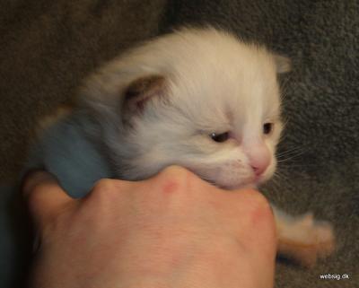 Ragdoll, Ragdoll jylland, ragdoll opdrÃ¦t, ragdoll katteri, ragdoll killinger, ragdoll kat, racekat jylland, rags of silk, Hollsedoll orkan alberto
