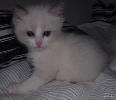 Ragdoll, Ragdoll jylland, ragdoll opdrÃ¦t, ragdoll katteri, ragdoll killinger, ragdoll kat, racekat jylland, rags of silk, Hollsedoll orkan alberto