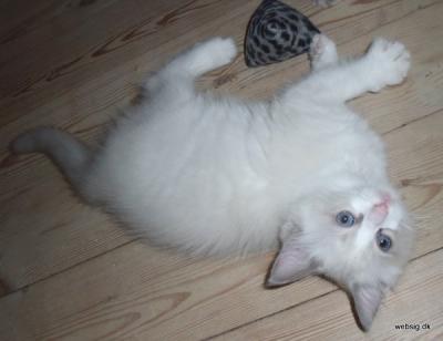 Ragdoll, Ragdoll jylland, ragdoll opdrÃ¦t, ragdoll katteri, ragdoll killinger, ragdoll kat, racekat jylland, rags of silk, Hollsedoll orkan alberto