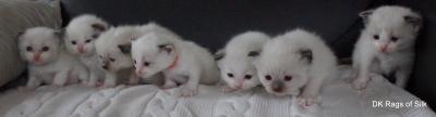 3 uger