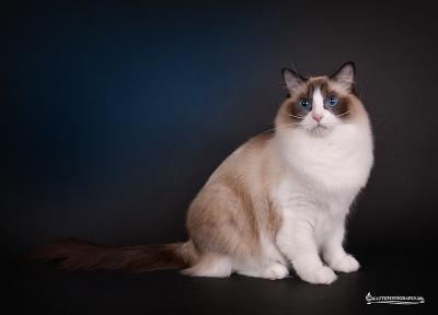 Daisy 1Â½ Ã¥r