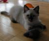 Ragdoll, Ragdoll jylland, ragdoll opdrÃ¦t, ragdoll katteri, ragdoll killinger, ragdoll kat, racekat jylland, rags of silk, Big Bang Rainbow Ippa