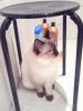 Ragdoll, Ragdoll jylland, ragdoll opdrÃ¦t, ragdoll katteri, ragdoll killinger, ragdoll kat, racekat jylland, rags of silk, Big Bang Rainbow Ippa