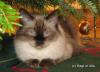 Ragdoll, Ragdoll jylland, ragdoll opdrÃ¦t, ragdoll katteri, ragdoll killinger, ragdoll kat, racekat jylland, rags of silk, Big Bang Rainbow Ippa