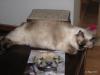 Ragdoll, Ragdoll jylland, ragdoll opdrÃ¦t, ragdoll katteri, ragdoll killinger, ragdoll kat, racekat jylland, rags of silk, Big Bang Rainbow Ippa