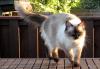 Ragdoll, Ragdoll jylland, ragdoll opdrÃ¦t, ragdoll katteri, ragdoll killinger, ragdoll kat, racekat jylland, rags of silk, Big Bang Rainbow Ippa