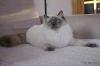 Nougat januar 2013