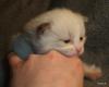 Ragdoll, Ragdoll jylland, ragdoll opdrÃ¦t, ragdoll katteri, ragdoll killinger, ragdoll kat, racekat jylland, rags of silk, Hollsedoll orkan alberto