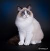 Daisy 5 mdr. 