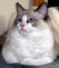 Ragdoll, Ragdoll jylland, ragdoll opdrÃ¦t, ragdoll katteri, ragdoll killinger, ragdoll kat, racekat jylland, rags of silk, Hollsedoll orkan alberto