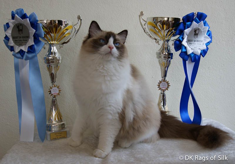 Ragdoll cat,
            ragdoll kat,
            ragdoll killinger,
            ragdoll denmark,
            rags of silk,
            dk rags of silk assam alix,
            star cats,
            prague cat show