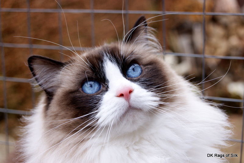 Rags of silk,
 dk rags of silk assam alix,
 ragdoll katteri,
 ragdoll opdræt,
 ragdoll killinger