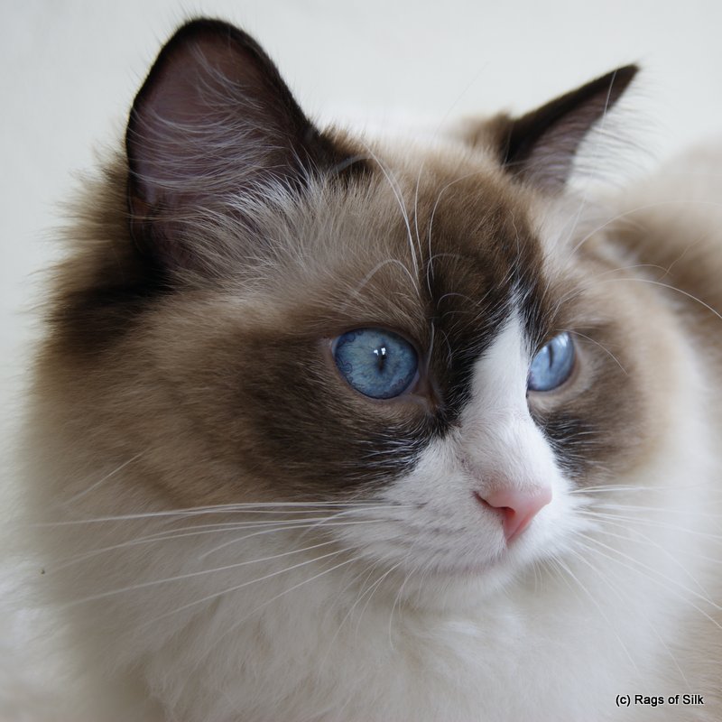 Ragdoll kat,
            racekat jylland,
            ragdoll denmark,
            ragdoll killinger,
            killinger til salg,
            dk rags of silk. dk rags of silk assam alix