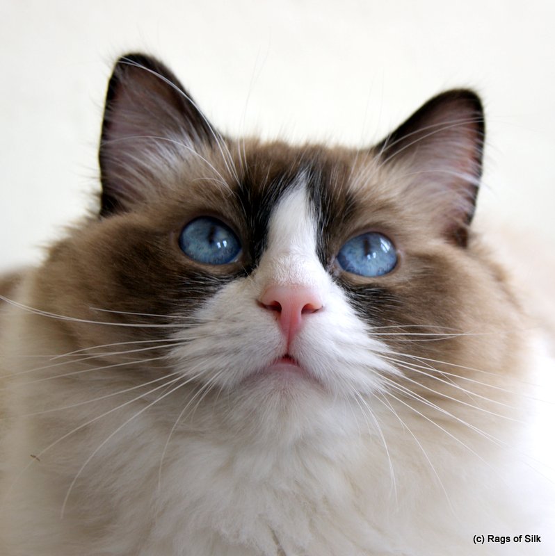 Ragdoll kat,
            ragdoll killinger,
            racekat jylland,
            ragdoll jylland,
            rags of silk,
            ragdoll killinger til salg