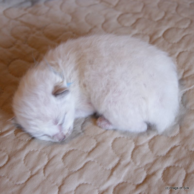 Ragdoll kat,
ragdoll killing,
racekat jylland,
rags of silk,
familiekat,
ragdoll jylland