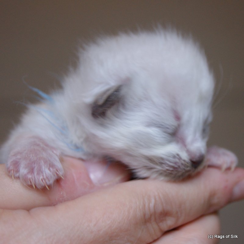 Ragdoll killing,
ragdoll jylland,
rags of silk