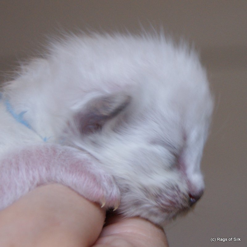 Ragdoll killing,
ragdoll kat,
racekat jylland,
ragdoll jylland,
ragdoll til sag,
rags of silk