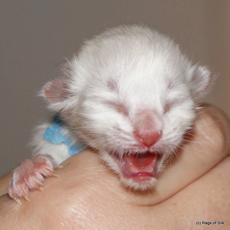 Ragdoll killing,
ragdoll kat,
racekat jylland,
ragdoll jylland,
ragdoll til salg,
killinger til salg