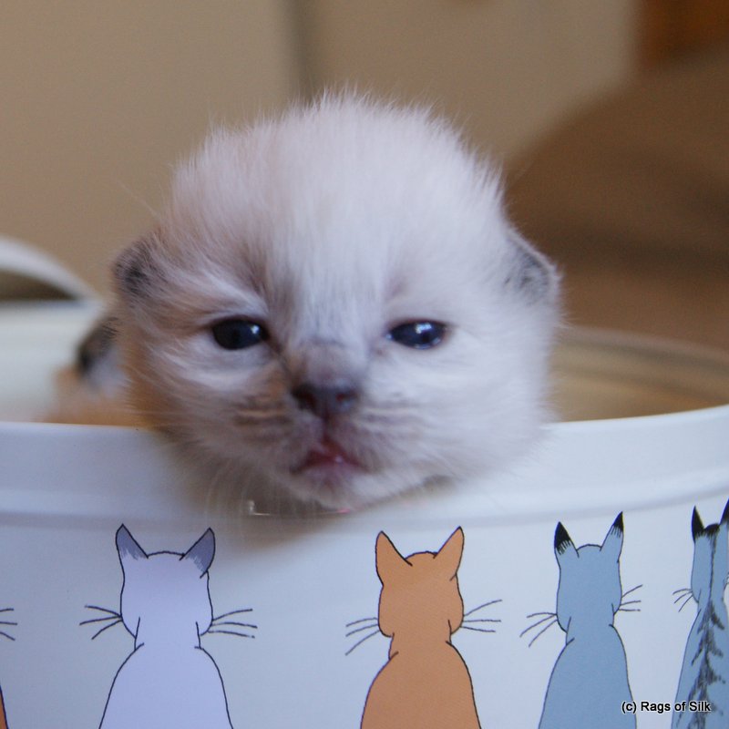 Ragdoll kat,
ragdoll killing,
rags of silk,
ragdoll jylland,
racekat jylland,
ragdoll killinger til salg,