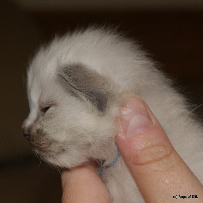 Rags of silk,
ragdoll kat,
ragdoll killing til salg,
racekat jylland,
ragdoll jylland,
familiekat