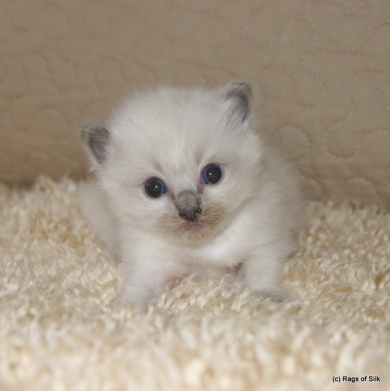 Ragdoll killinger,
ragdoll kat,
racekat jylland,
killinger til salg,
rags of silk