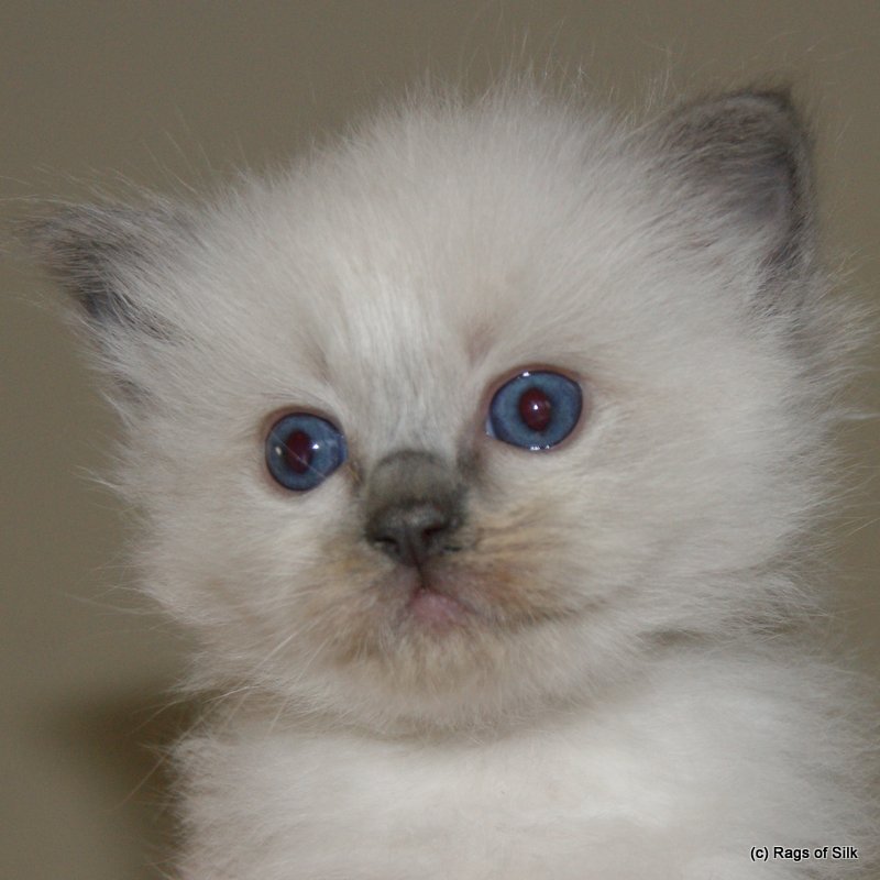 Ragdoll killinger,
ragdoll kat,
ragdol,
ragdoll jylland,
racekat jylland,
rags of silk