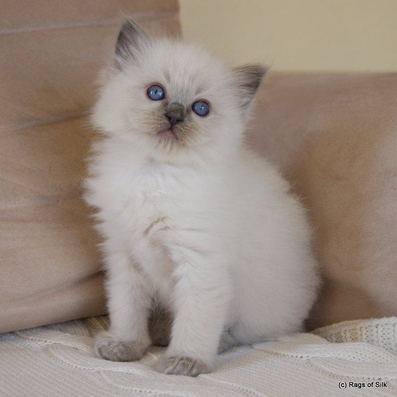 Ragdoll killinger,
ragdoll kat,
ragdoll jylland,
familiekat,
killinger til salg,
racekat jylland