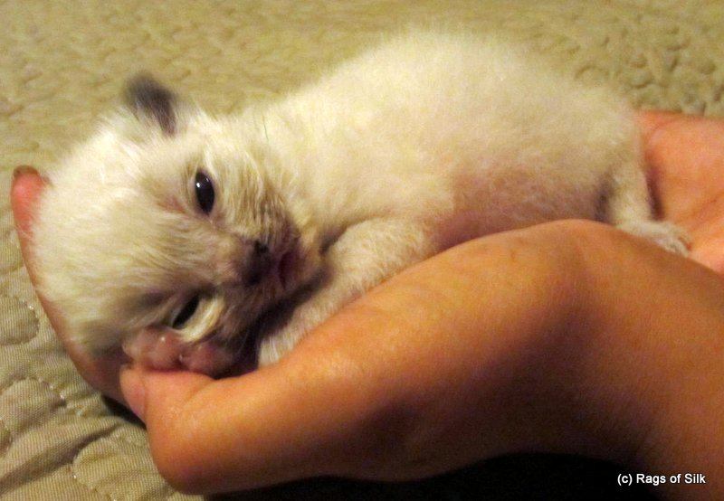 Ragdoll killing,
ragdoll kat,
ragdoll opdræt,
racekat jylland,
ragdoll jylland,
rags of silk
