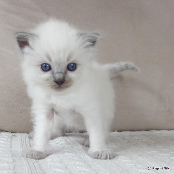 Ragdoll killinger,
ragdoll kat,
ragdol,
ragdoll opdræt jylland