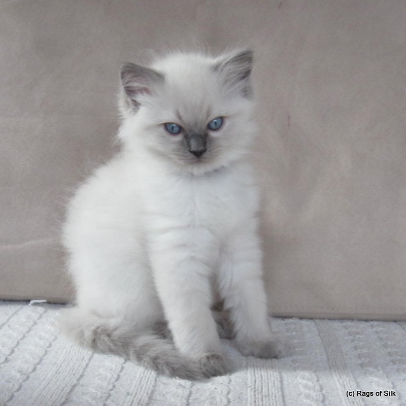 Ragdoll kilinger,
ragdoll kat