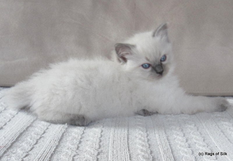 Ragdoll killinger,
ragdoll kat,
ragdoll opdræt,
ragdoll denmark