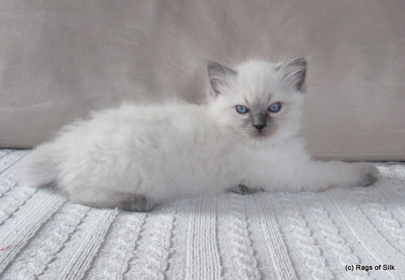 Ragdoll killinger,
ragdoll kat