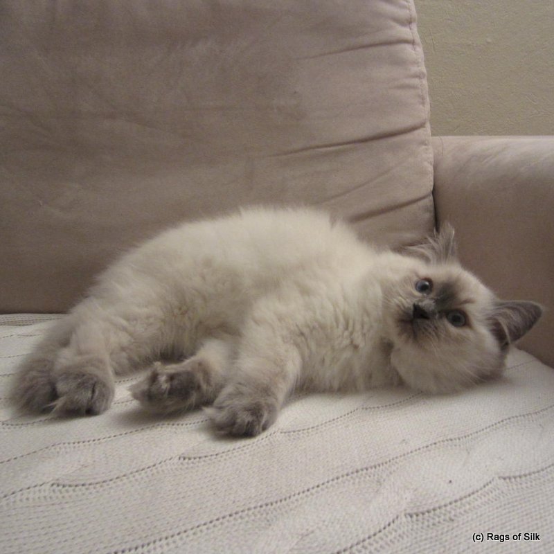 Ragdoll killinger,
ragdoll denmark,
ragdoll kat