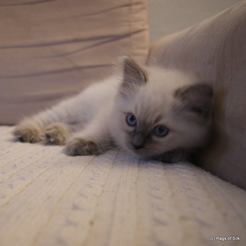 Ragdoll killinger,
ragdoll kat,
dk rags of silk