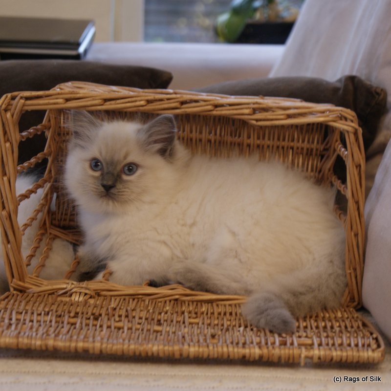 Ragdoll denmark,
ragdoll jylland,
ragdoll opdræt