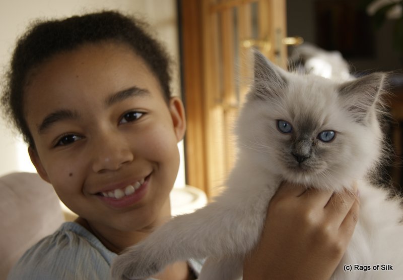 dk rags of silk,
ragdoll jylland