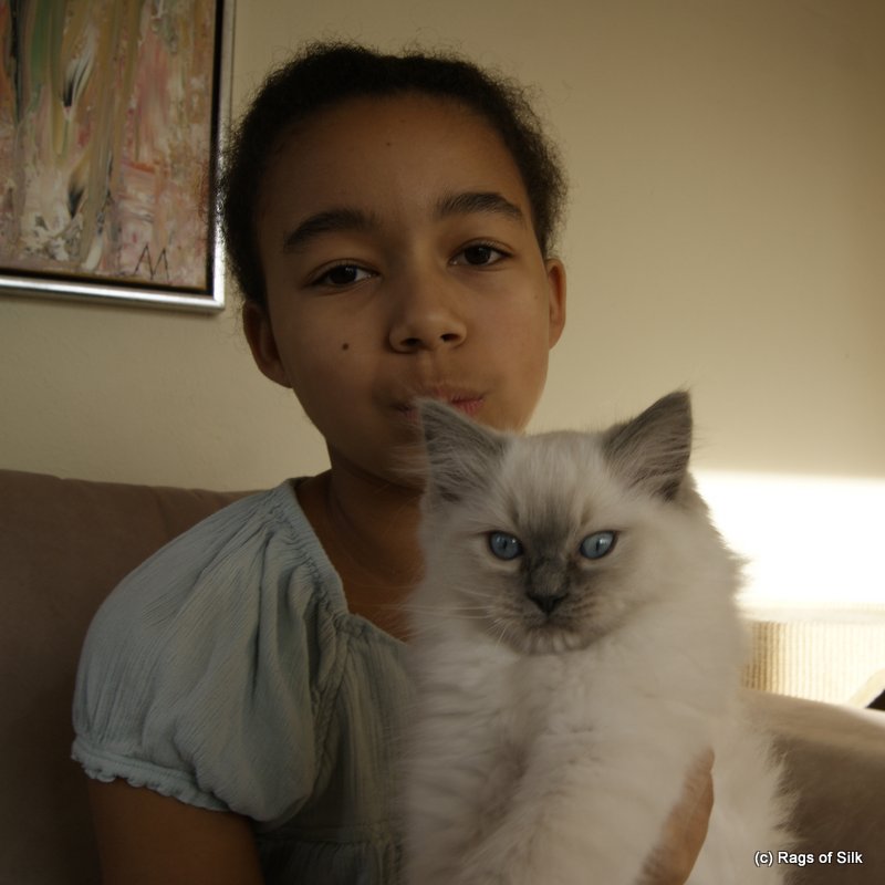 Ragdoll denmark,
ragdoll cattery denmark