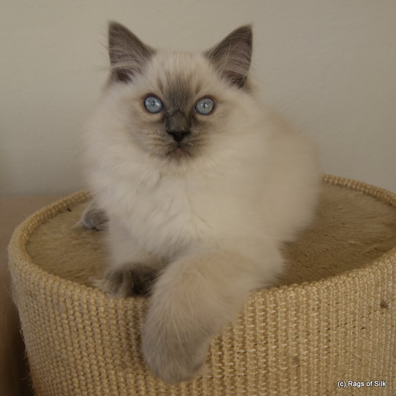 DK rags of silk bombyx blue,
ragdoll jylland,
ragdoll denmark