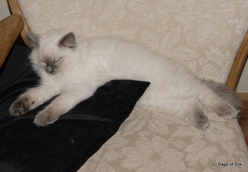 Ragdoll killinger,
ragdoll kat