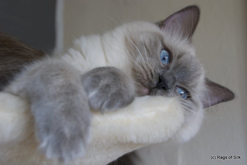 DK rags of silk, ragdoll killing, ragdoll kat, racekat jylland, ragdoll jylland, killinger til salg