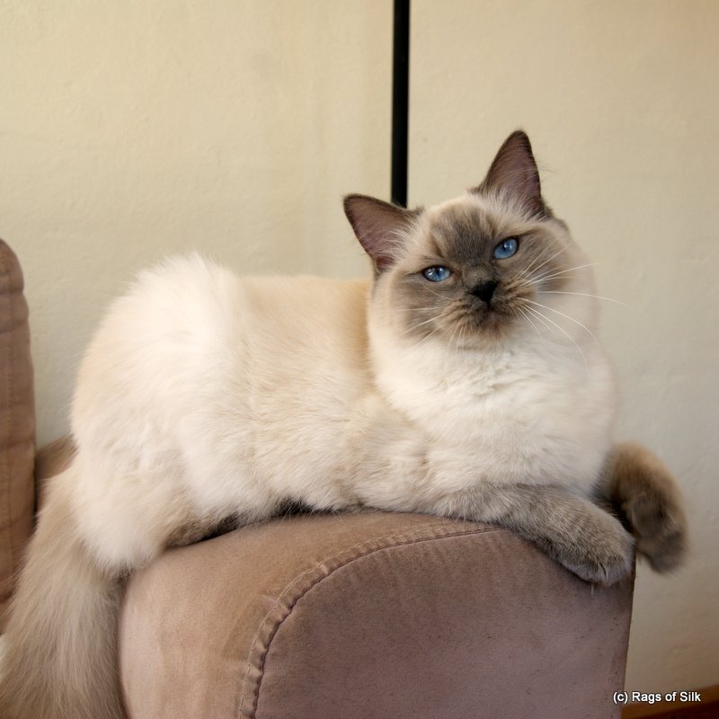 DK rags of silk bombyx baila, ragdoll kat, ragdoll killing, blå colorpoint, racekat jylland