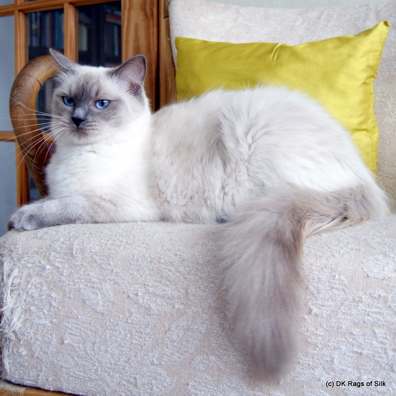 ragdoll kat, ragdoll jylland, racekat jylland, dk rags of silk