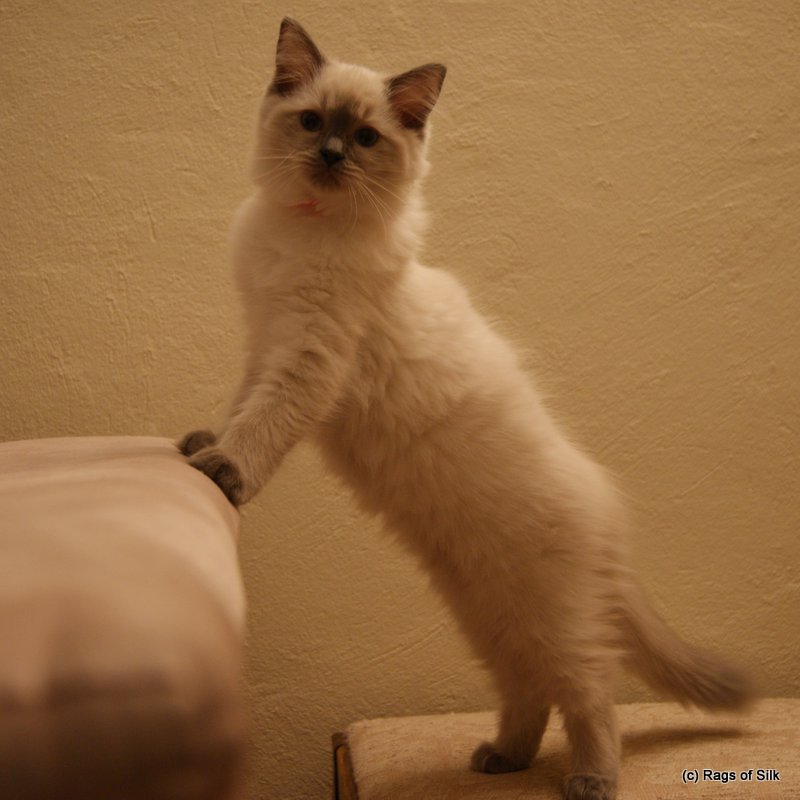 Ragdoll killinger, ragdoll kat, racekat jylland